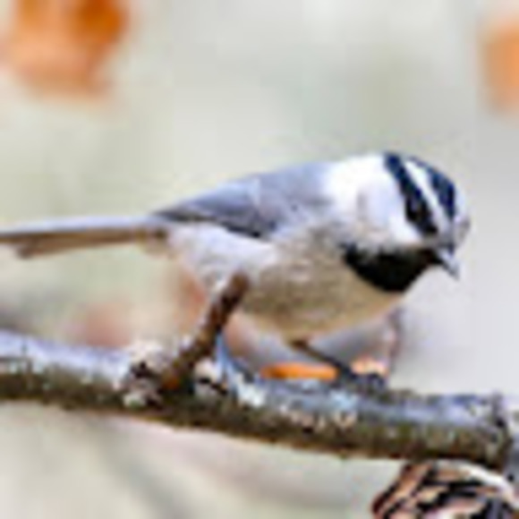 Meet your Posher, Rose - Picture 1 of 1